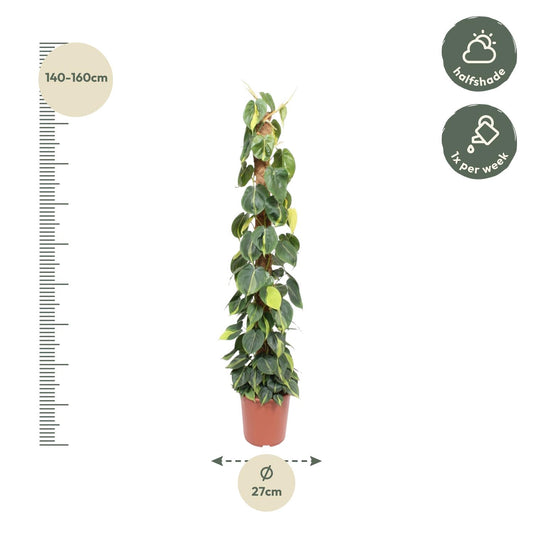Philodendron Scandens Brasil mosstok - Ø27cm - ↕150cm