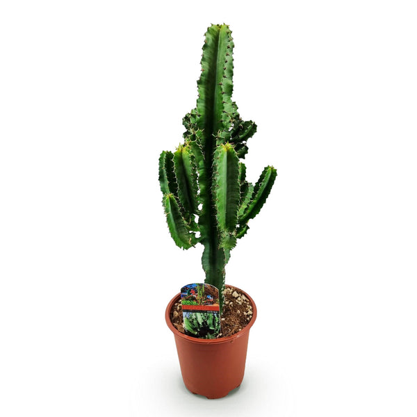 Afrikaanse melkboom - Euphorbia eritrea - Ø17cm - ↕60cm