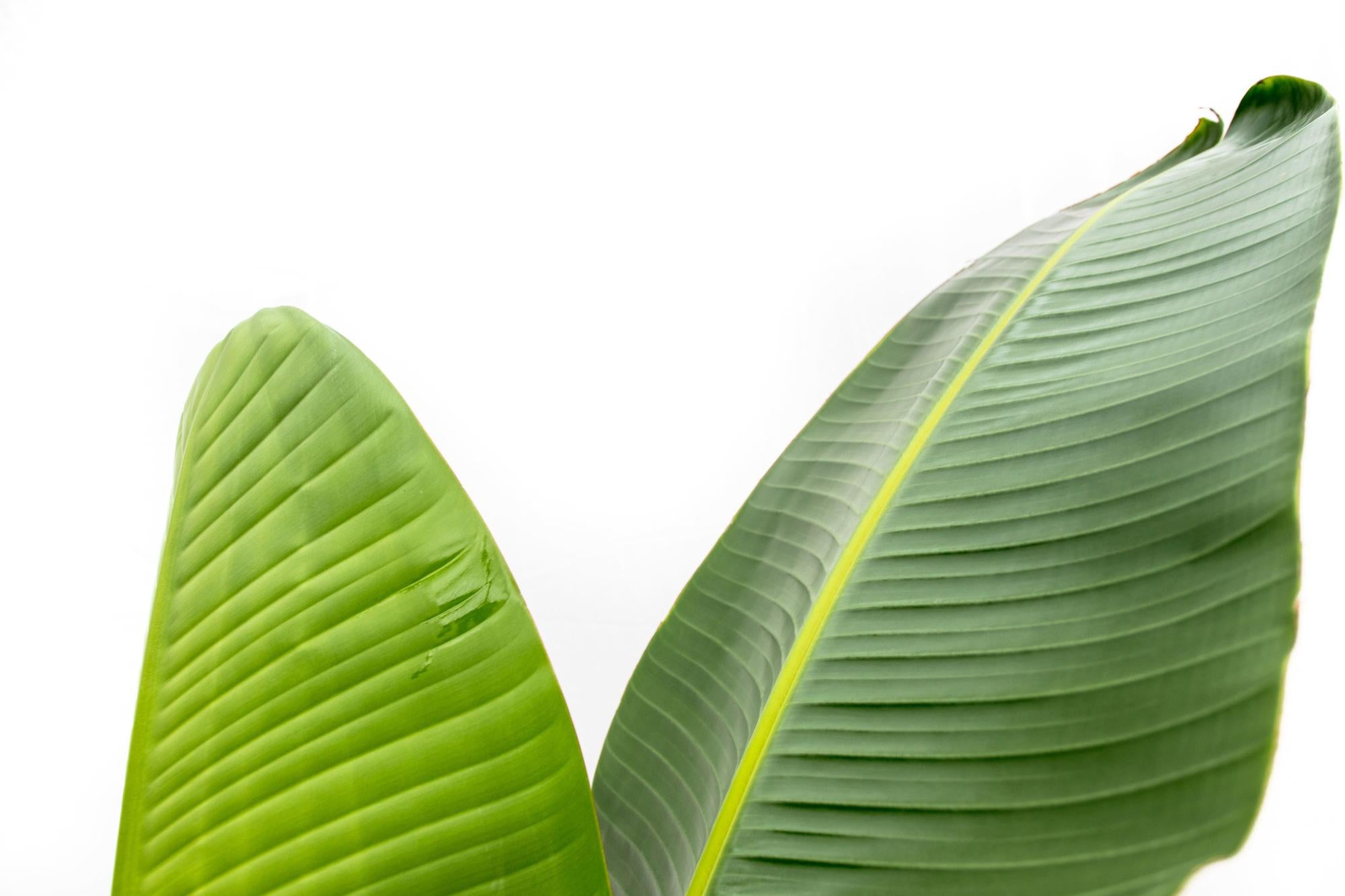 Witte paradijsvogelplant - Strelitzia augusta - Ø30cm - ↕210cm