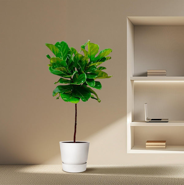 Vioolbladplant - Ficus lyrata stam - Ø24cm - ↕130cm