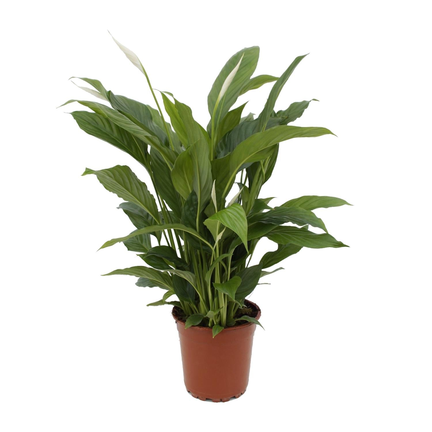 Lepelbloem - Spathiphyllum Torelli - Ø17cm - ↕65cm