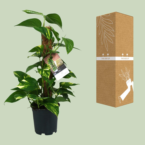 Pothos - Epipremnum aureum - Ø15cm - ↕50cm
