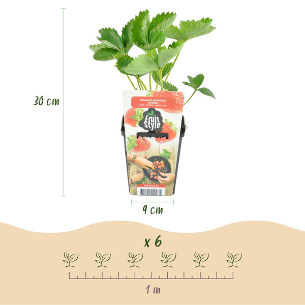 Aardbei - Fragaria Elvira - Ø9cm