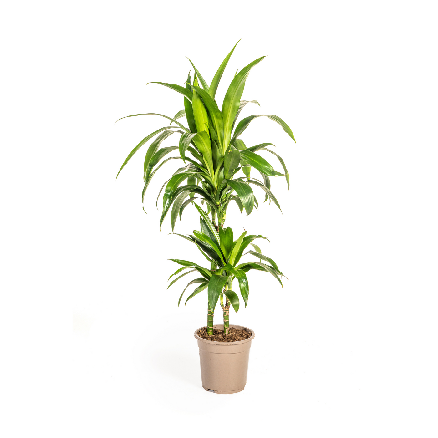 Drakenbloedboom - Dracaena deremensis 'Lisa' - Ø19cm - ↕80cm