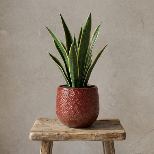 Pot Gabriel rond - bordeaux - Ø14cm