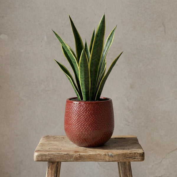 Pot Gabriel rond - bordeaux - Ø14cm