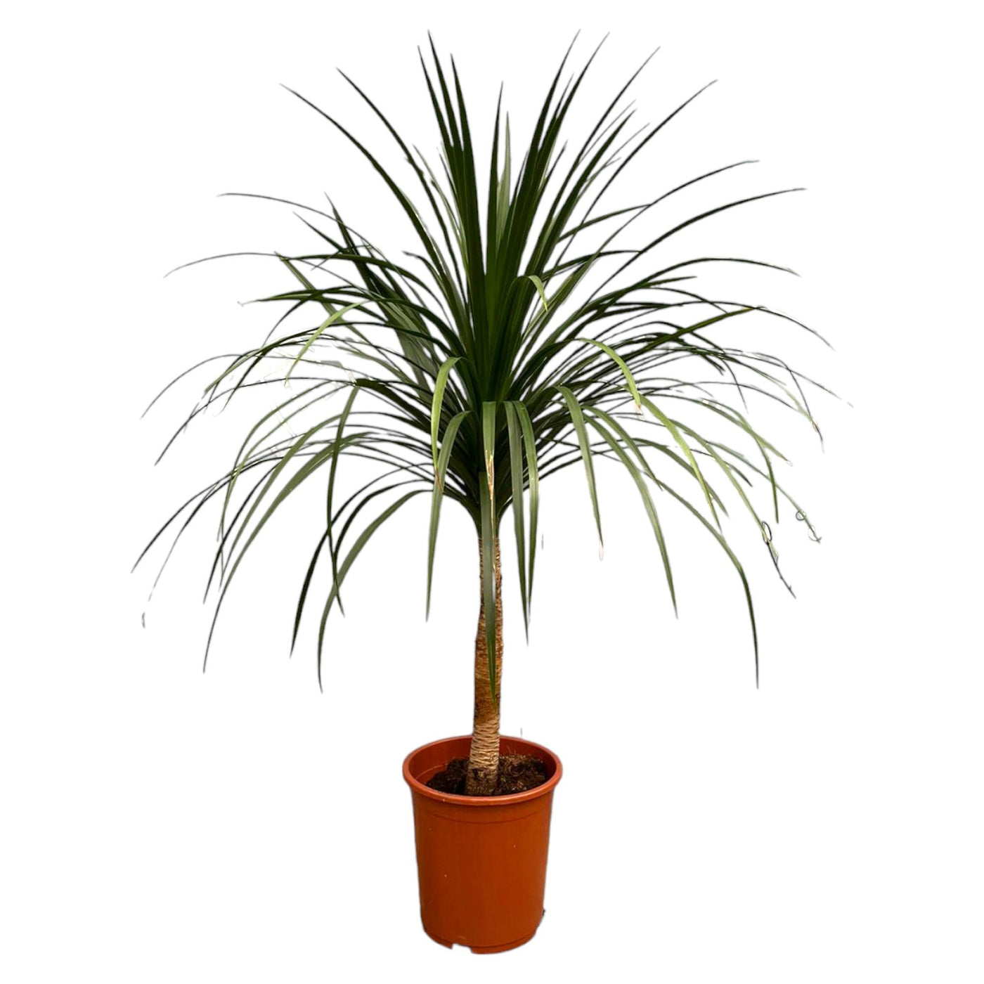 Drakenboom - Dracaena Draco - ↕120cm