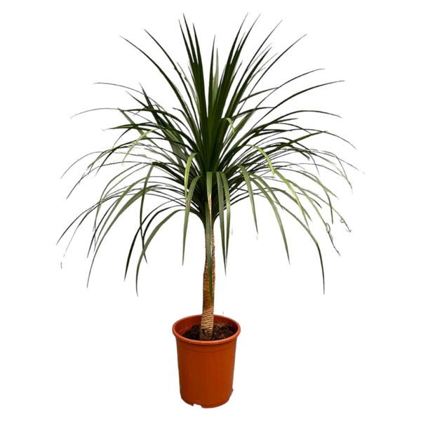 Drakenboom - Dracaena Draco - ↕120cm