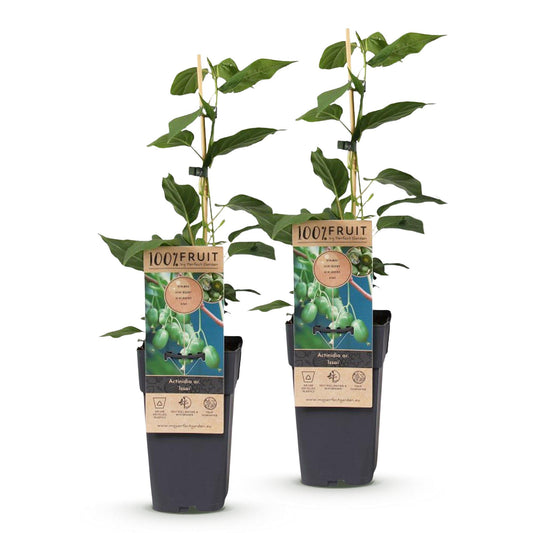 Kiwiplant - Actinidia arguta Issai - Ø15cm - ↕50cm