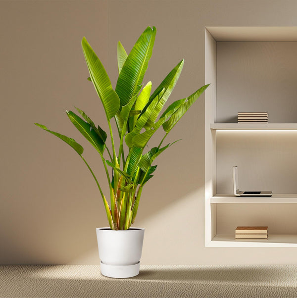 Witte paradijsvogelplant - Strelitzia augusta multi stam - Ø32cm - ↕225cm