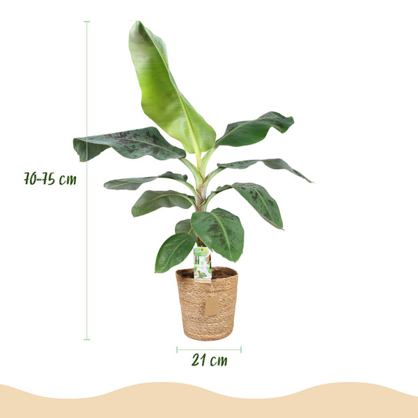 Bananenplant - Musa acuminata Dwarf Cavendish - Ø21cm - ↕70-75cm