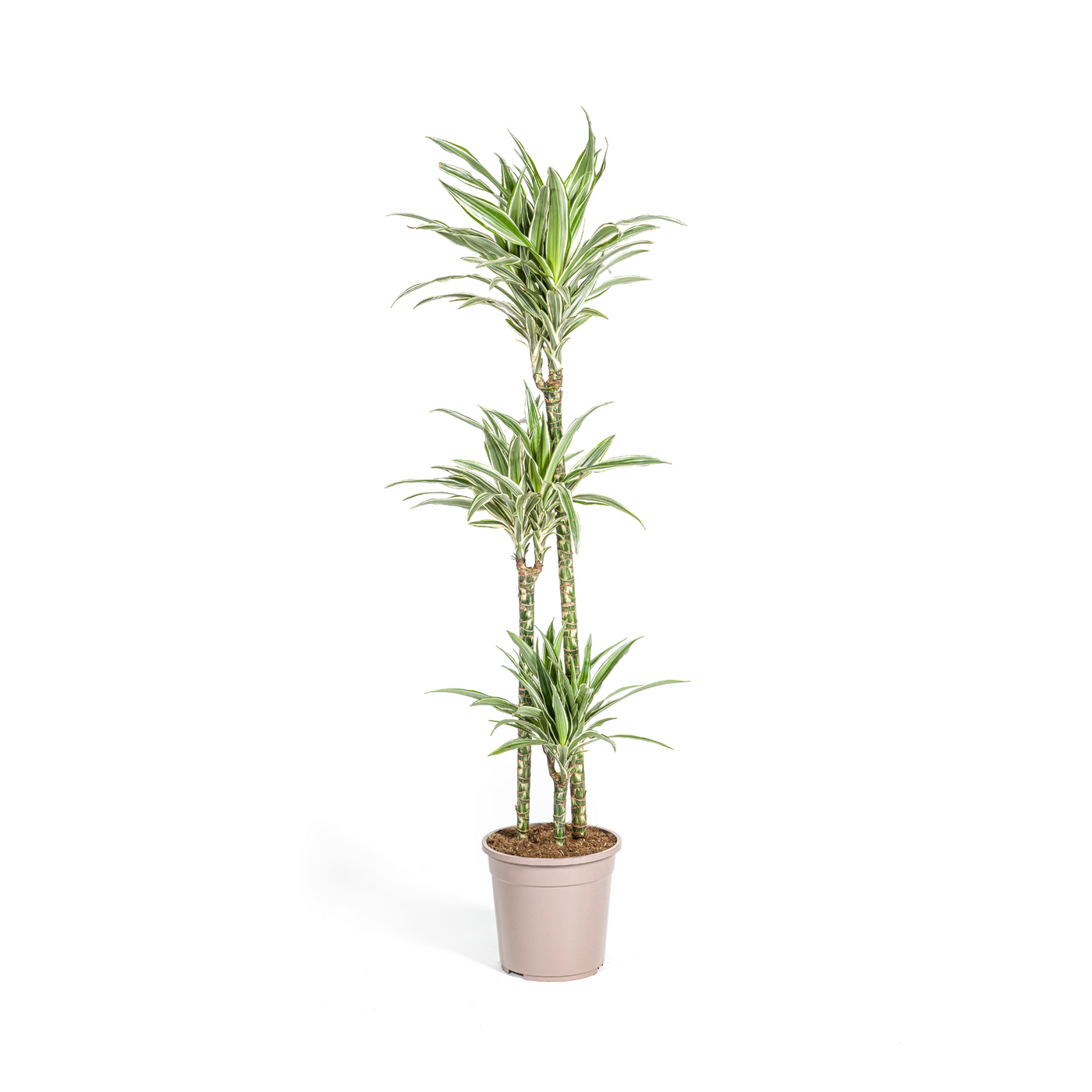 Drakenbloedboom - Dracaena deremensis 'White Stripe' - Ø24cm - ↕140cm