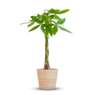 Geldboom - Pachira aquatica - incl. Zeegraskorf - naturel - Ø21cm - ↕80cm