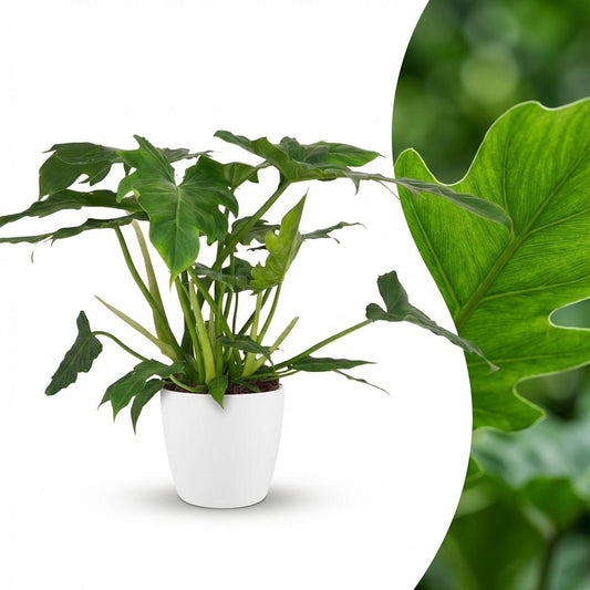Philodendron Lacerum - Ø19cm - ↕65cm