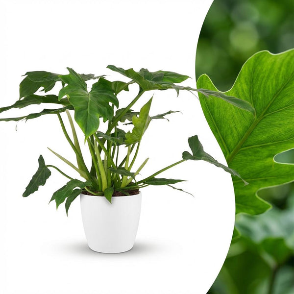 Philodendron Lacerum - Ø19cm - ↕65cm
