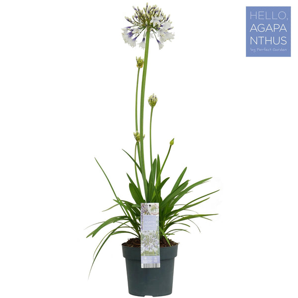 Afrikaanse lelie - Agapanthus Fireworks - Ø19cm - ↕75cm