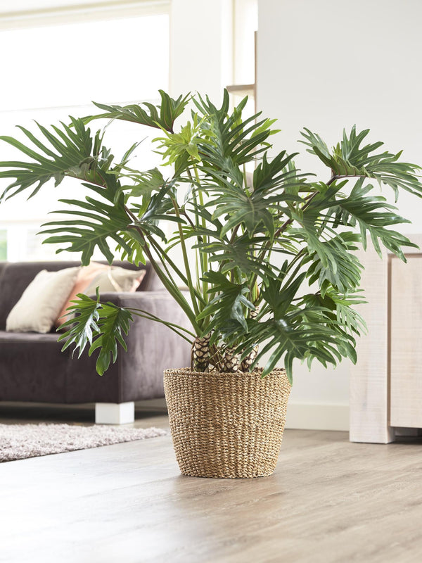 Mand Lichtbruin Jip - naturel - Ø37cm - ↕31cm