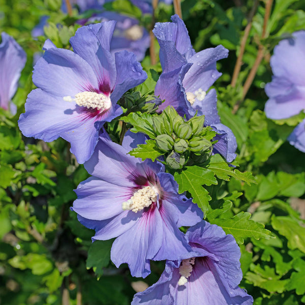 Hibiscus - Hibiscus syriacus 'Oiseau Blue' - blauw - Ø17cm - ↕45cm