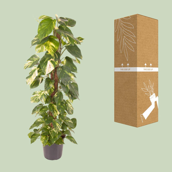 Pothos - Epipremnum pinnatum - Ø24cm - ↕120cm