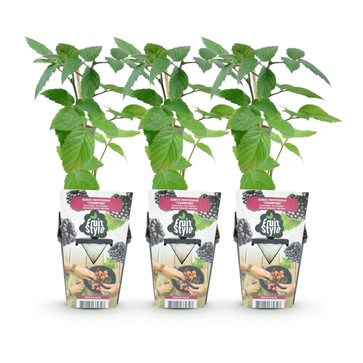 Bramenplant - Rubus Thornfree - Ø9cm
