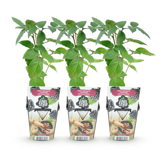 Bramenplant - Rubus Thornfree - Ø9cm