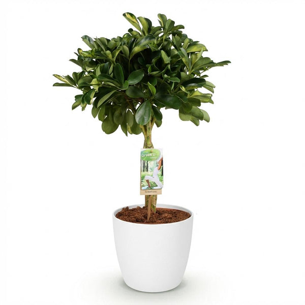 Vingerboom - Schefflera Gold Capelle - Goud - Ø21cm - ↕70-80cm
