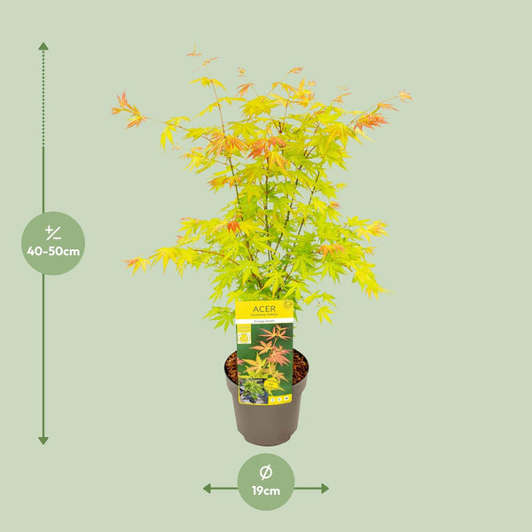 Japanse Esdoorn - Acer palmatum Orange Dream - Ø19cm - ↕50cm