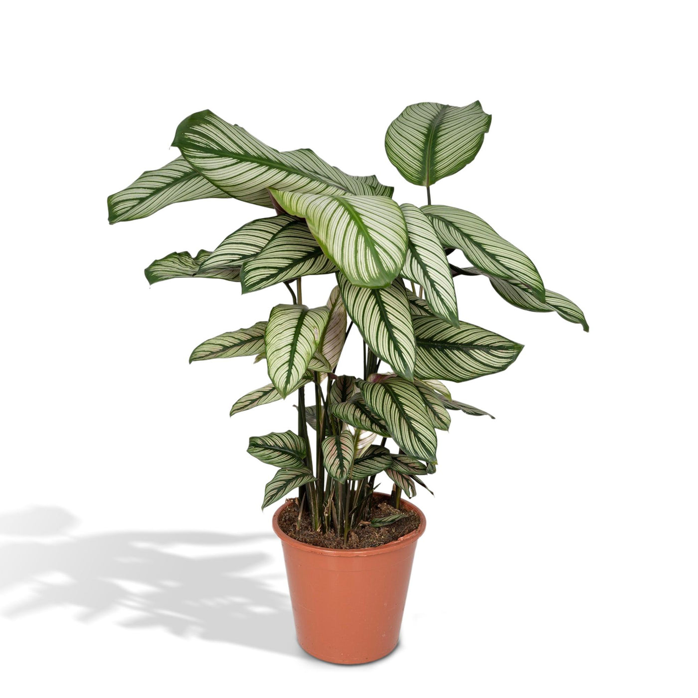 Pauwenplant - Calathea 'Whitestar' - Ø19cm - ↕50cm