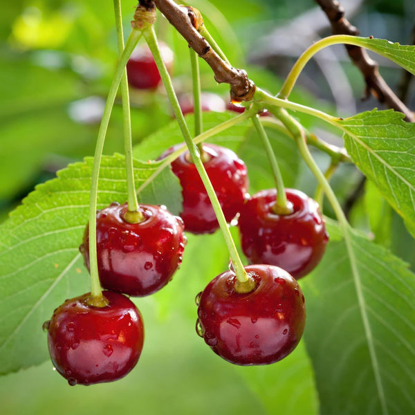 Kersenboom - Prunus avium 'Regina' - Ø21cm - ↕90cm
