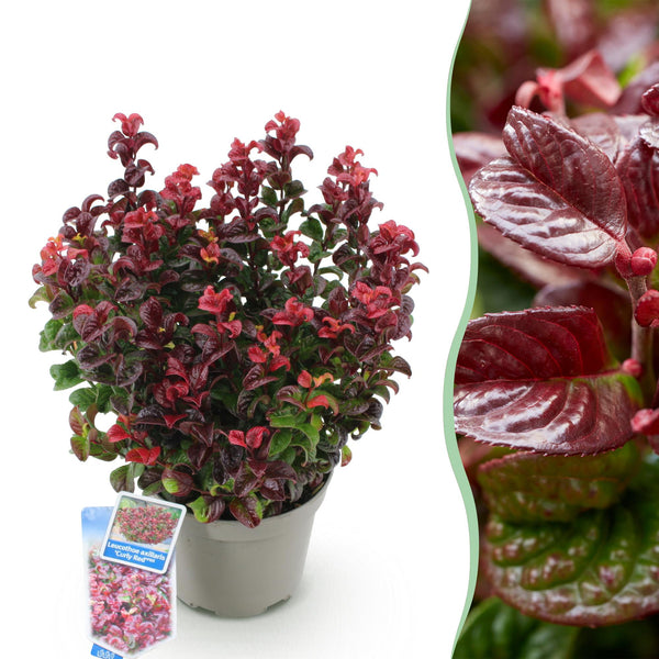 Druifheide - Leucothoe Curly Red - rood - Ø17cm - ↕40cm