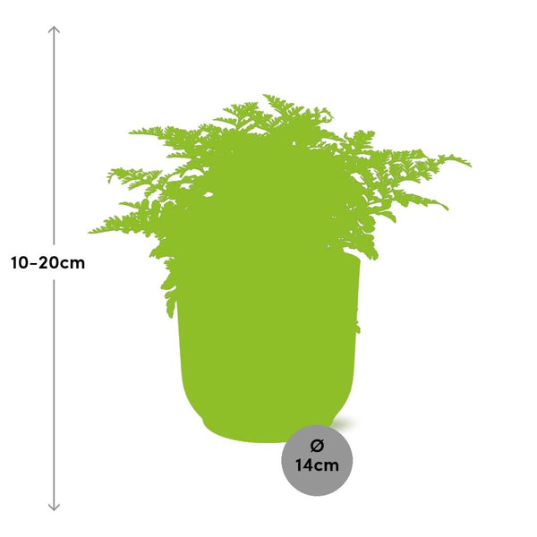 Tongvaren - Asplenium Parvati - incl. Elho Vibes Fold Roze - ↕14cm