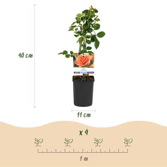 Klimroos - Rosa Orange Climber - Ø11cm - ↕40cm