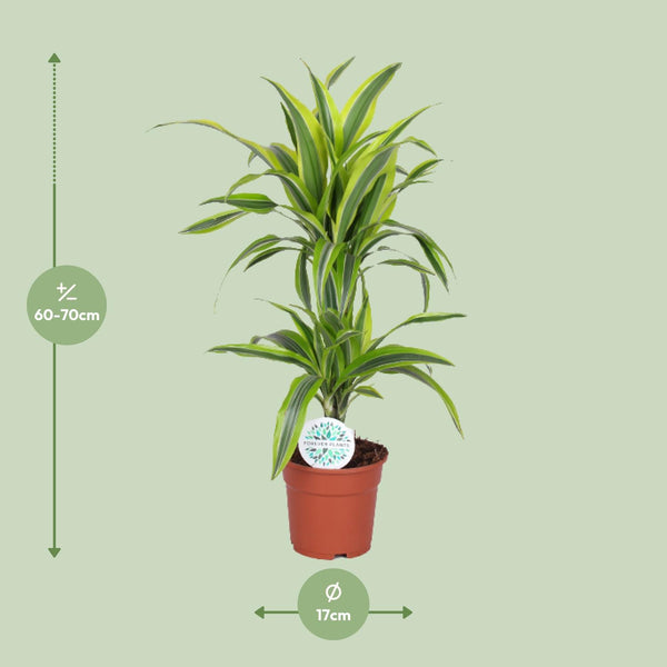 Drakenbloedboom - Dracaena Lemon Lime - Ø17cm - ↕65cm