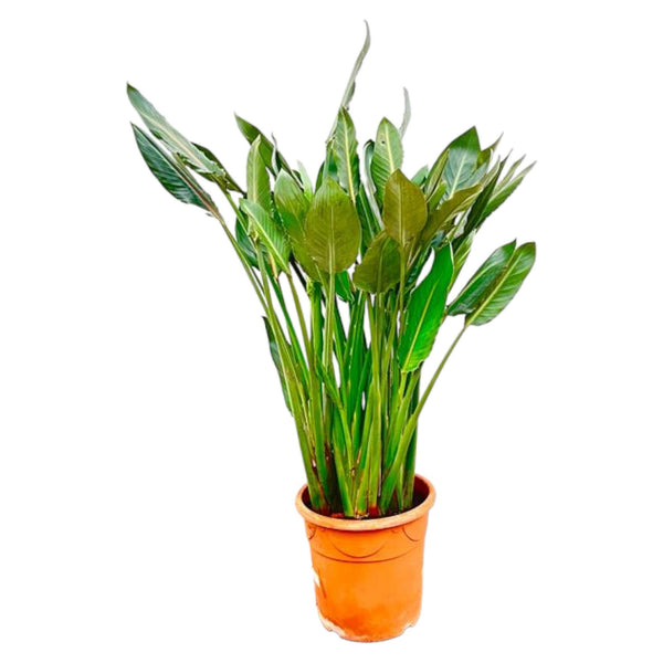 Paradijsvogelplant - Strelitzia reginae - Ø30cm - ↕150cm