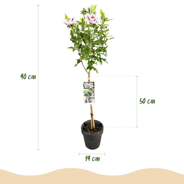 Hibiscus op stam - Hibiscus syriacus 'Starburst Chiffon' - Ø19cm - ↕90cm