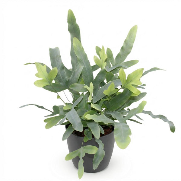 Phlebodium aureum Blue Star - Blauwe Varen - Blauw - Ø12cm - ↕25cm