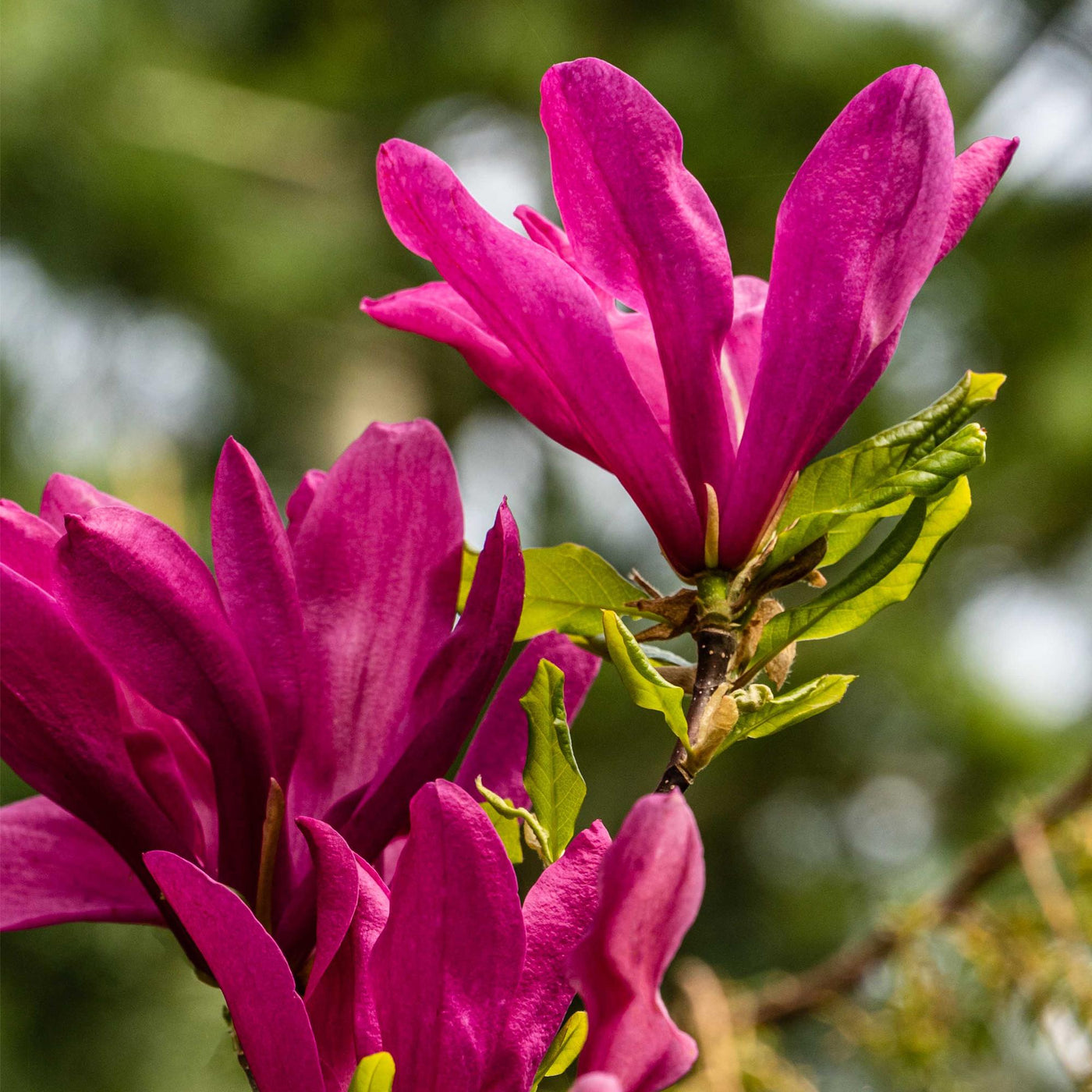 Magnolia - Magnolia Susan - donker roze - Ø17cm - ↕45cm