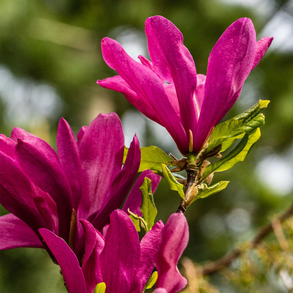 Magnolia - Magnolia Susan - donker roze - Ø17cm - ↕45cm