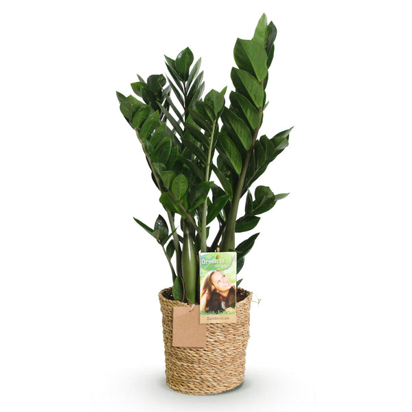 ZZ-plant - Zamioculcas - Ø17cm - ↕65-75cm
