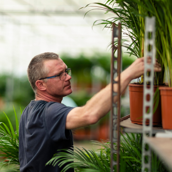 Arecapalm - Areca palm - Ø21cm - ↕130cm