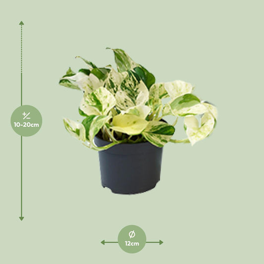 Pothos - Epipremnum aureum 'Happy Leaf' - Ø12cm - ↕15cm