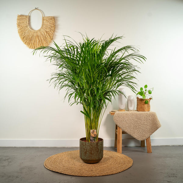 Arecapalm - Areca palm - Ø21cm - ↕100cm