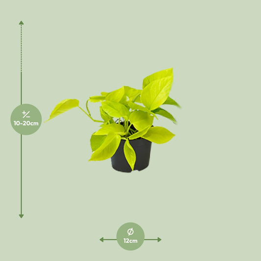 Pothos - Epipremnum aureum - Ø12cm - ↕15cm