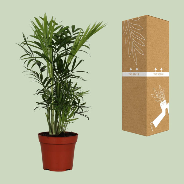 Bergpalm - Chamaedorea elegans - Ø12cm - ↕40cm