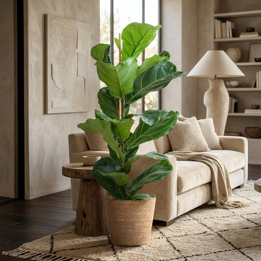 Vioolbladplant - Ficus lyrata - incl. Zeegraskorf - Naturel - Ø21cm - ↕80cm