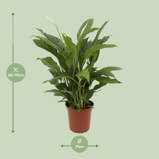 Lepelbloem - Spathiphyllum Torelli - Ø17cm - ↕65cm