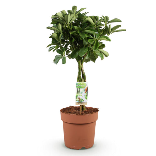 Vingerboom - Schefflera Nora - Ø21cm - ↕70-82cm