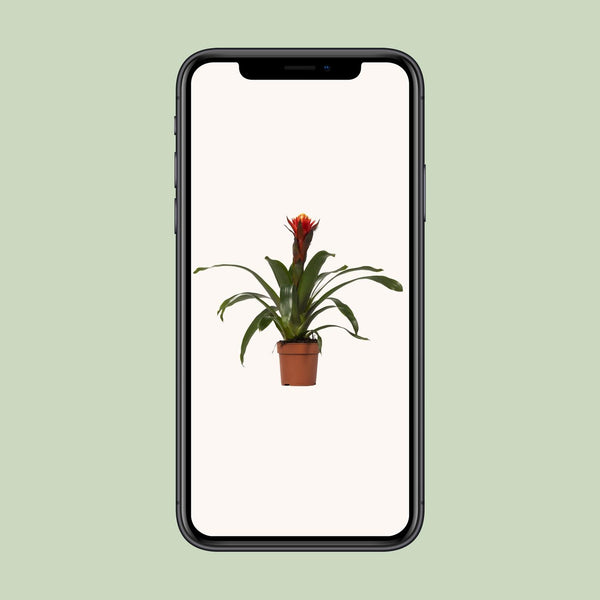 Guzmania Happiness - Ø12cm↕45cm
