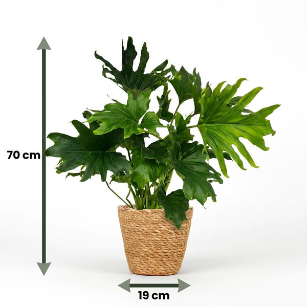 Philodendron Lickety split - Ø19cm - ↕70cm