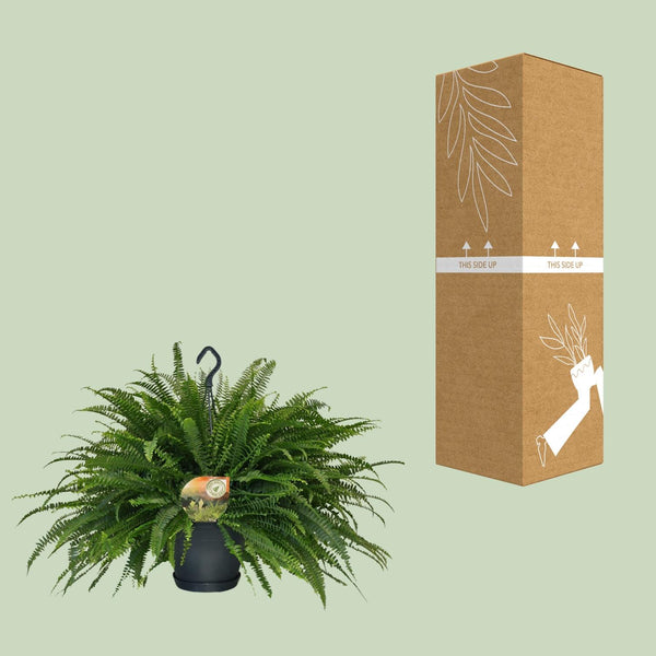 Hangende Varen - Nephrolepis Green Lady - Ø20cm - ↕60cm